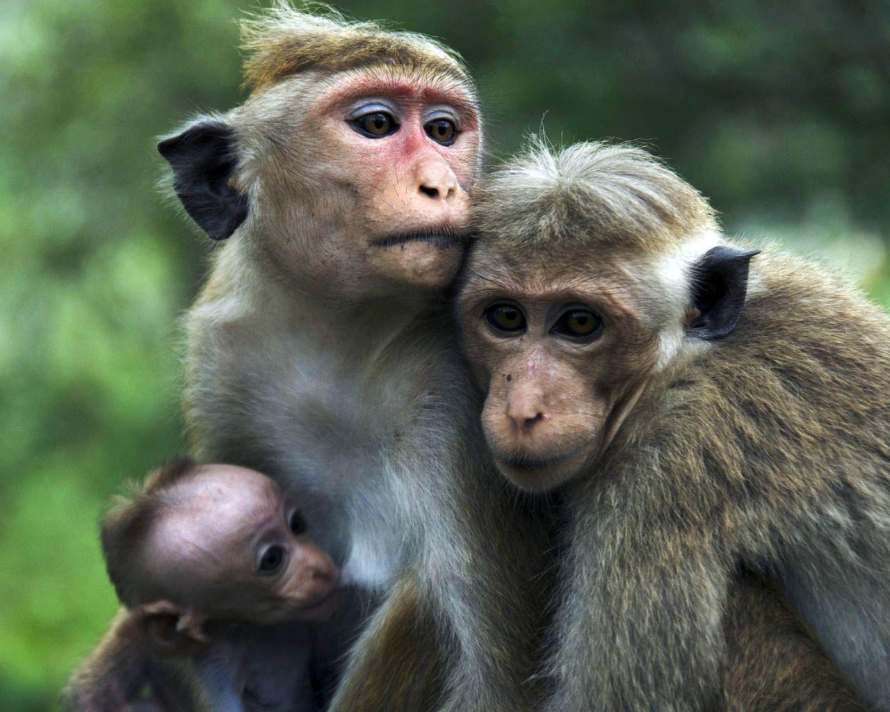 Desktop Nature wallpaper: Baby Monkey Wallpaper, Monkey Baby Funny