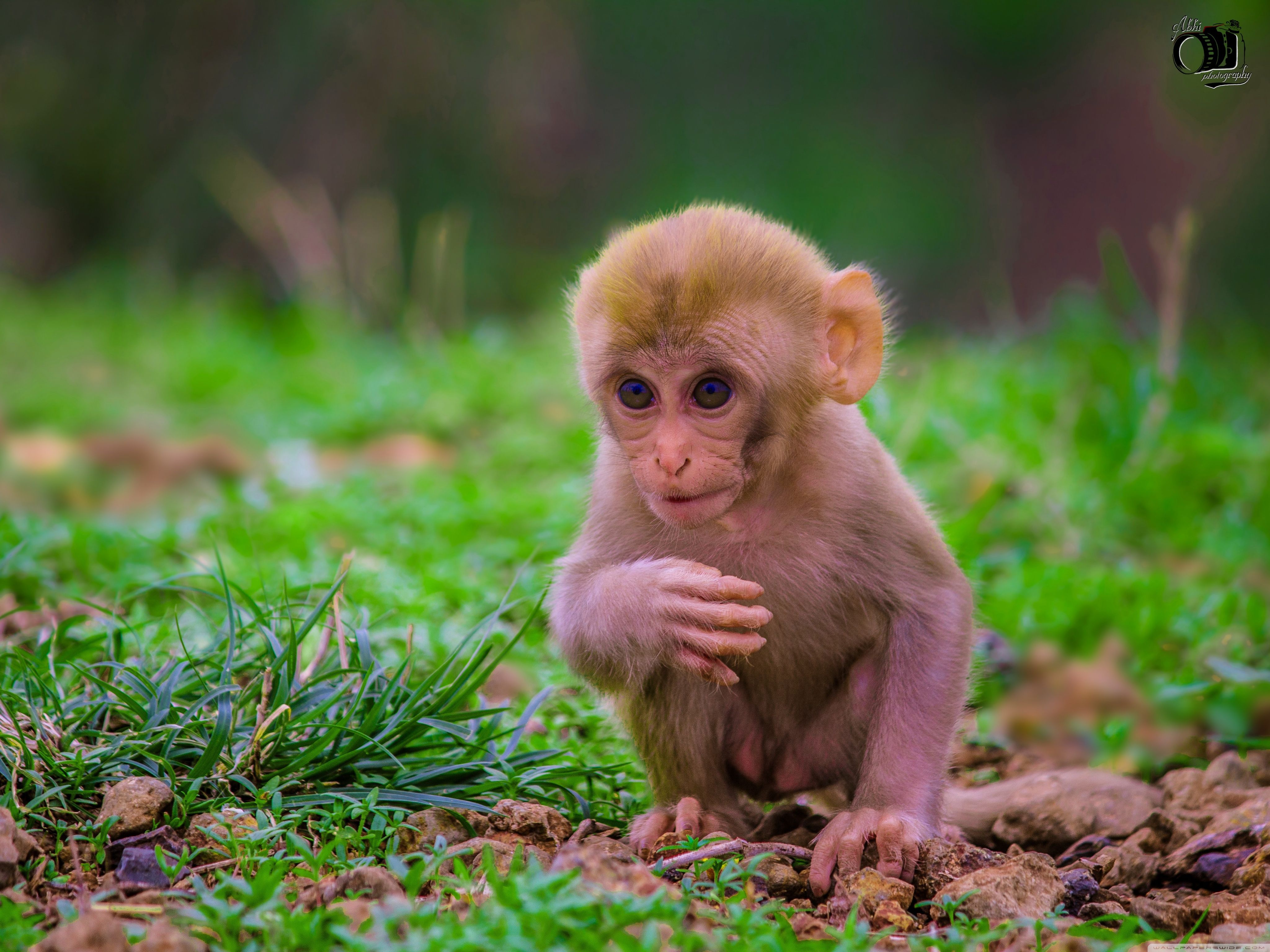 Cute Baby Monkey ❤ 4K HD Desktop Wallpaper for 4K Ultra HD TV