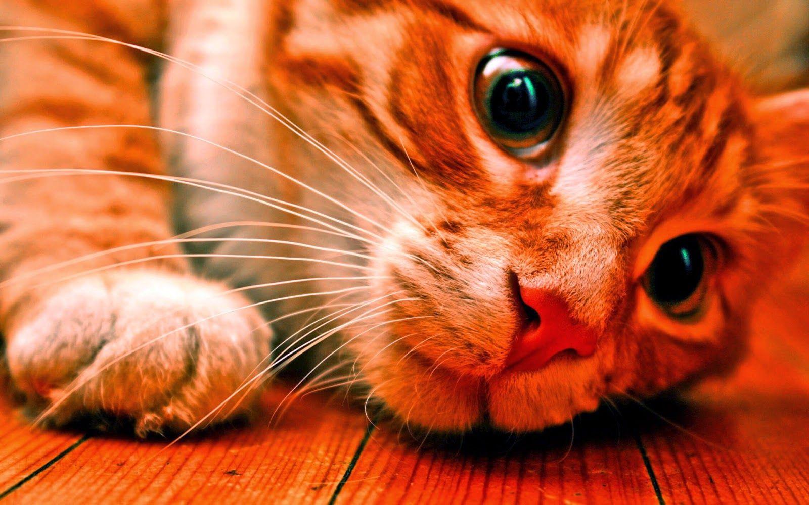 Latest Full HD Wallpapers - Wallpaper Cave