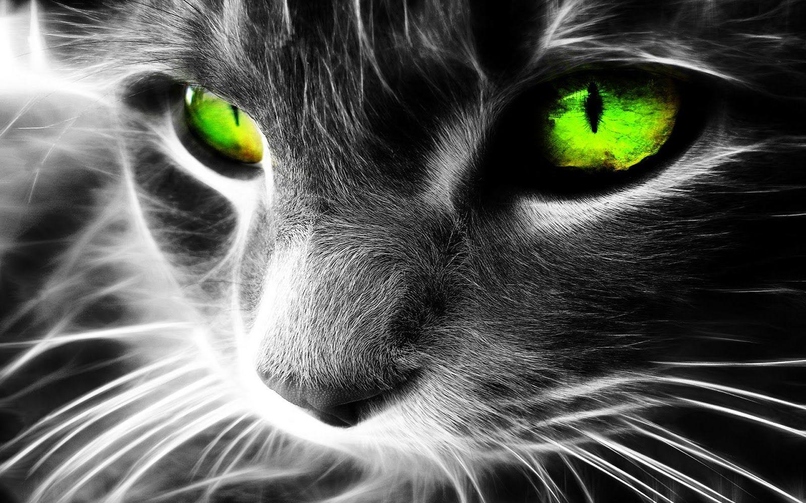 Cat Eyes 3D Wallpaper HD