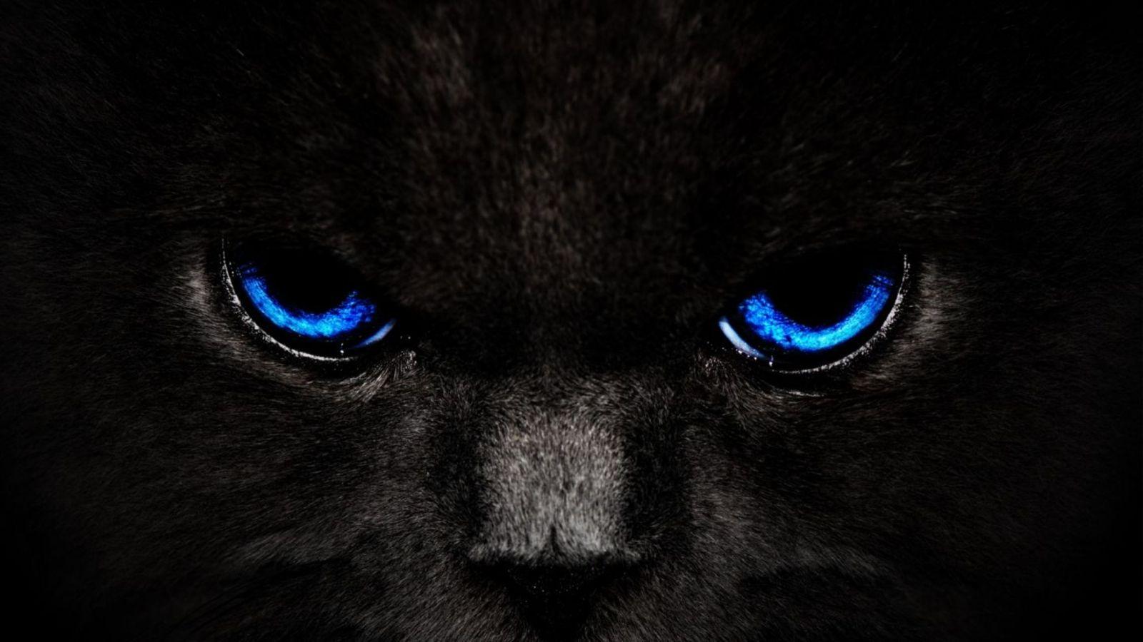 px HD Wallpaper, Wallpaper HD Black Cat Blue Eyes