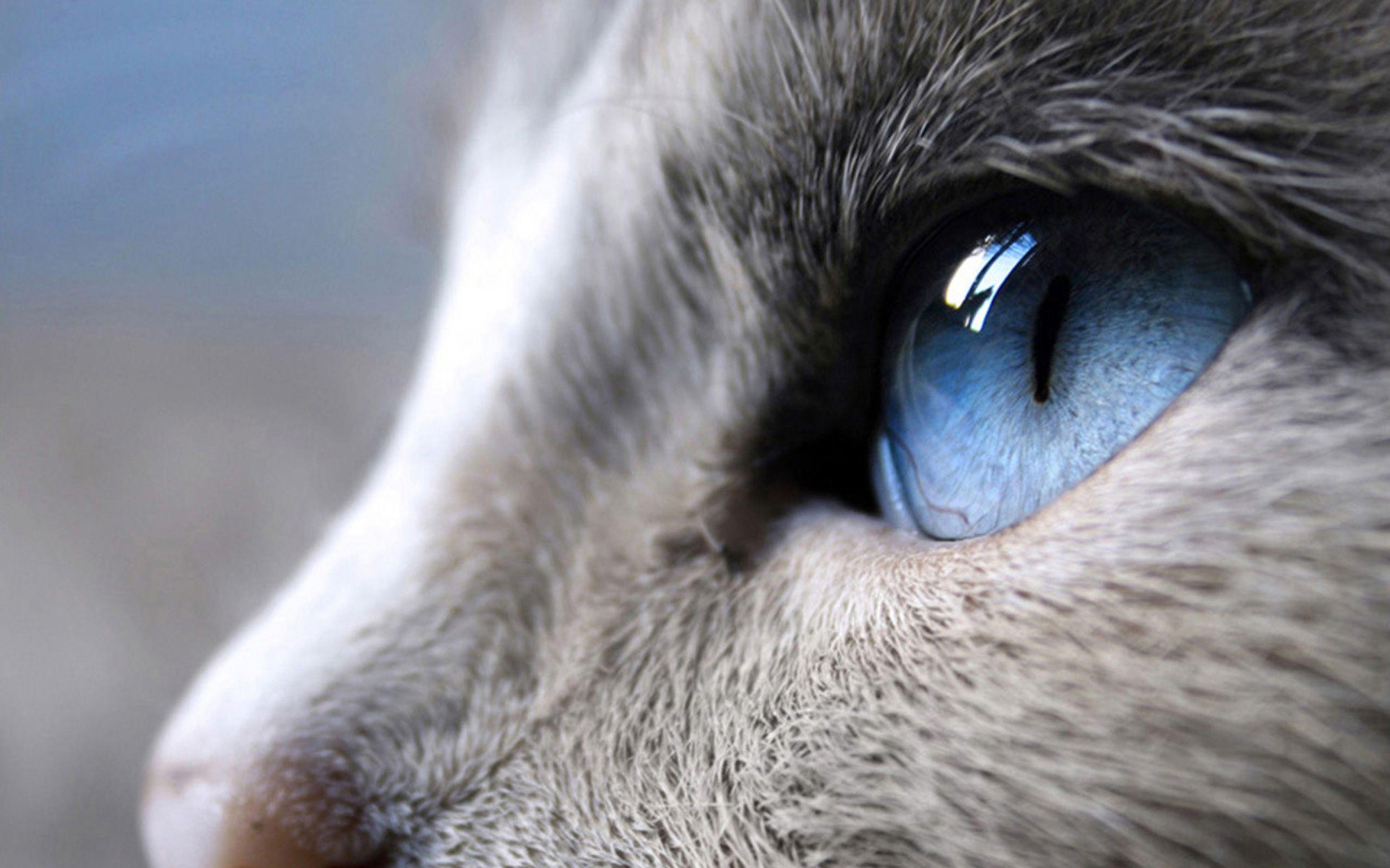 HD wallpaper cat blue eyes  Wallpaper Flare