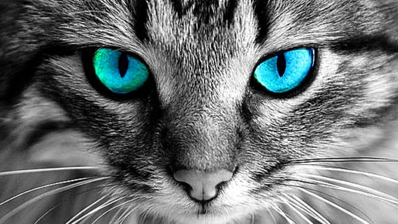 Cat eyes Wallpaper