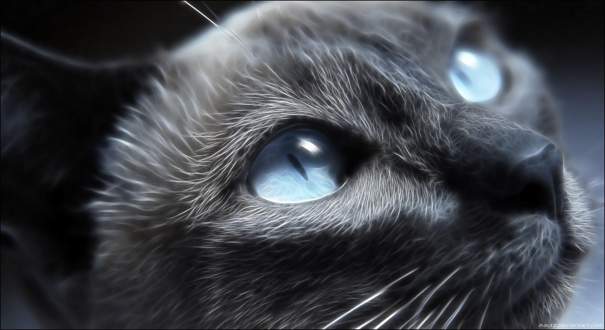 Eyes cats blue animals the cat wallpaper