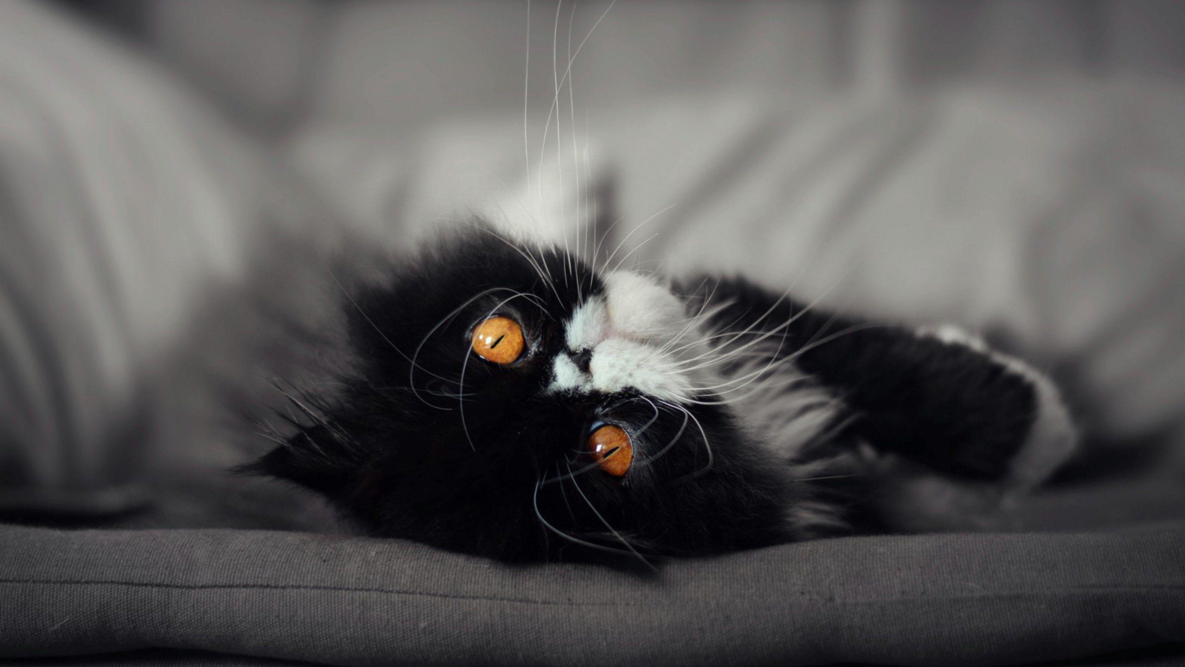 Cat Eyes, HD Animals, 4k Wallpaper, Image, Background, Photo