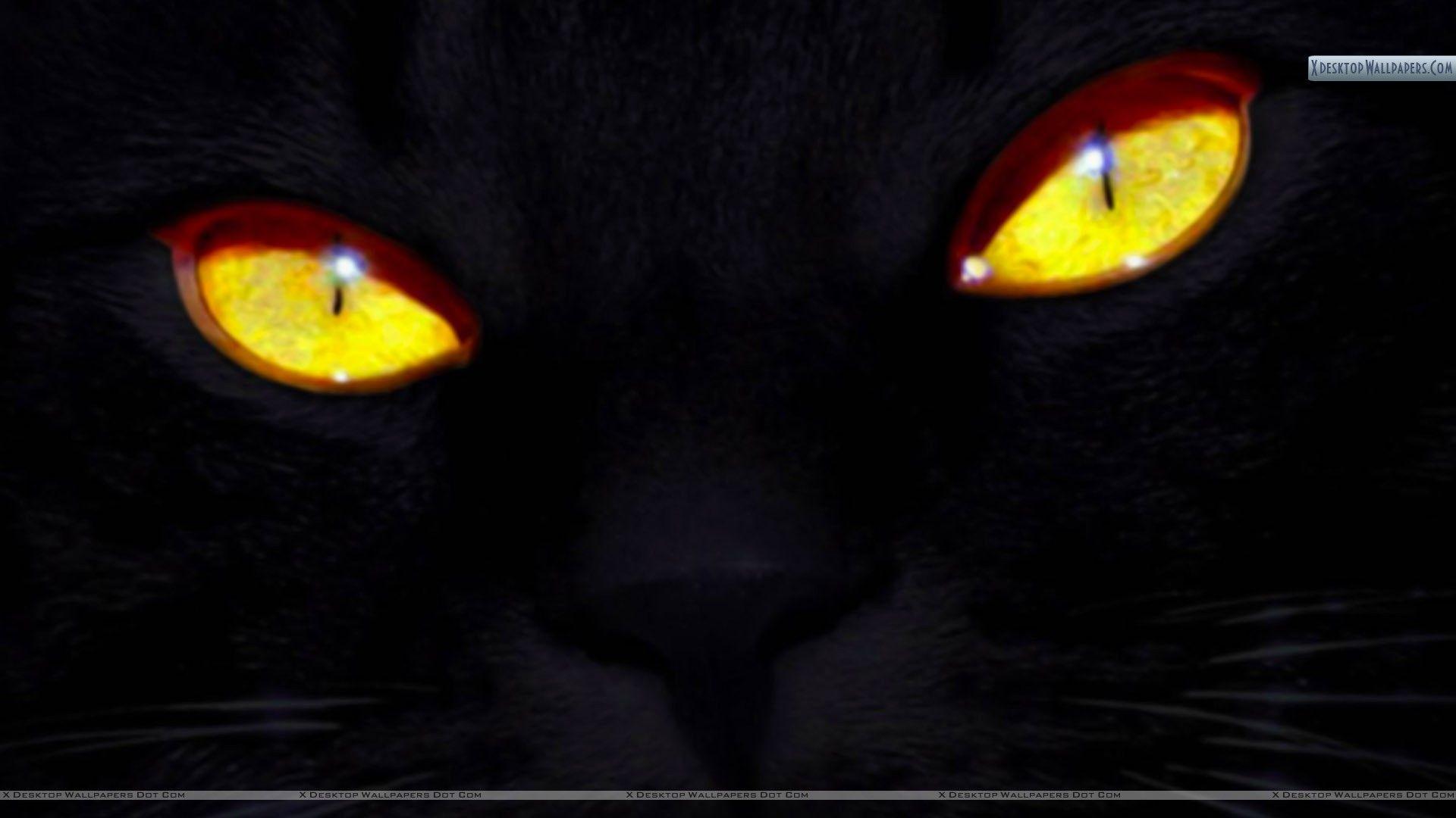 Black Cat Eyes Wallpaper