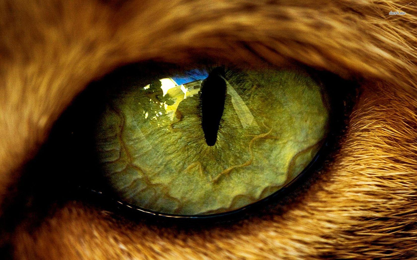 Cat eye wallpaper wallpaper