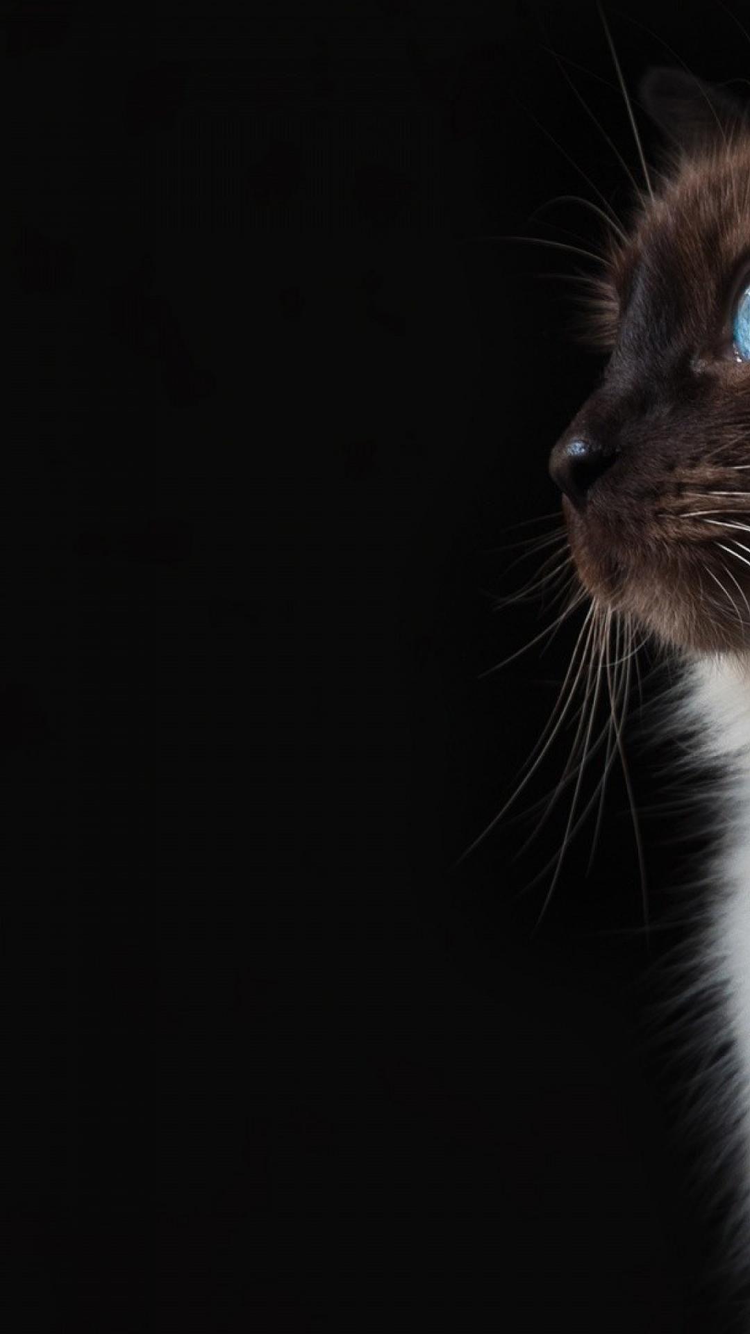 Grumpy cat eyes wallpaper