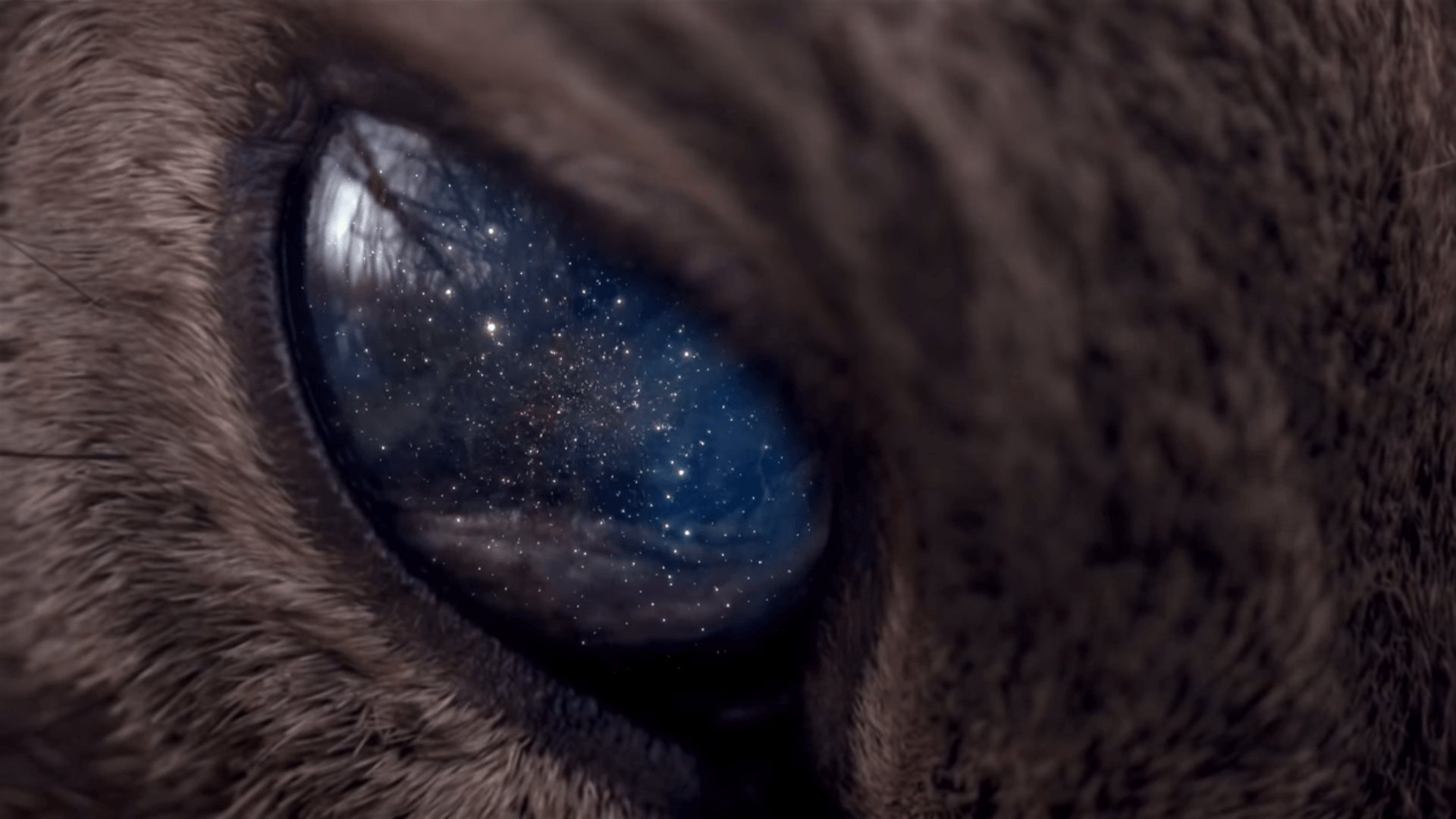 universe, Space, Stars, Animals, Eyes, Galaxy, Cat Wallpaper HD