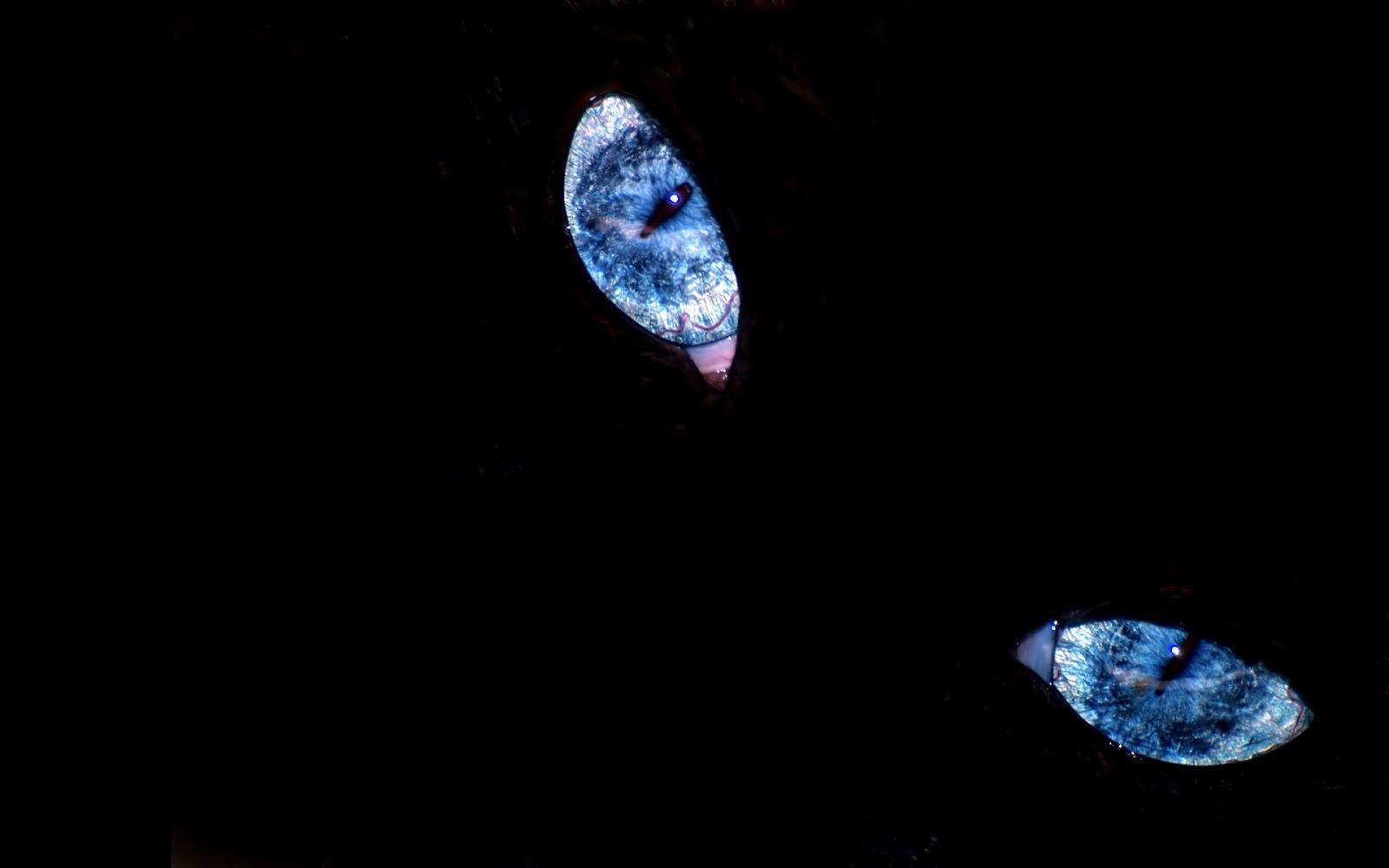 My Best Wallpaper: Black Cat Eyes Picture