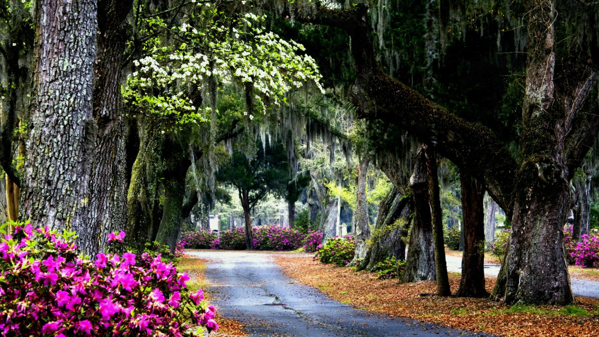 Nature Rose Garden HD Wallpaper Photo Of Mobile Pics Gipsypixel