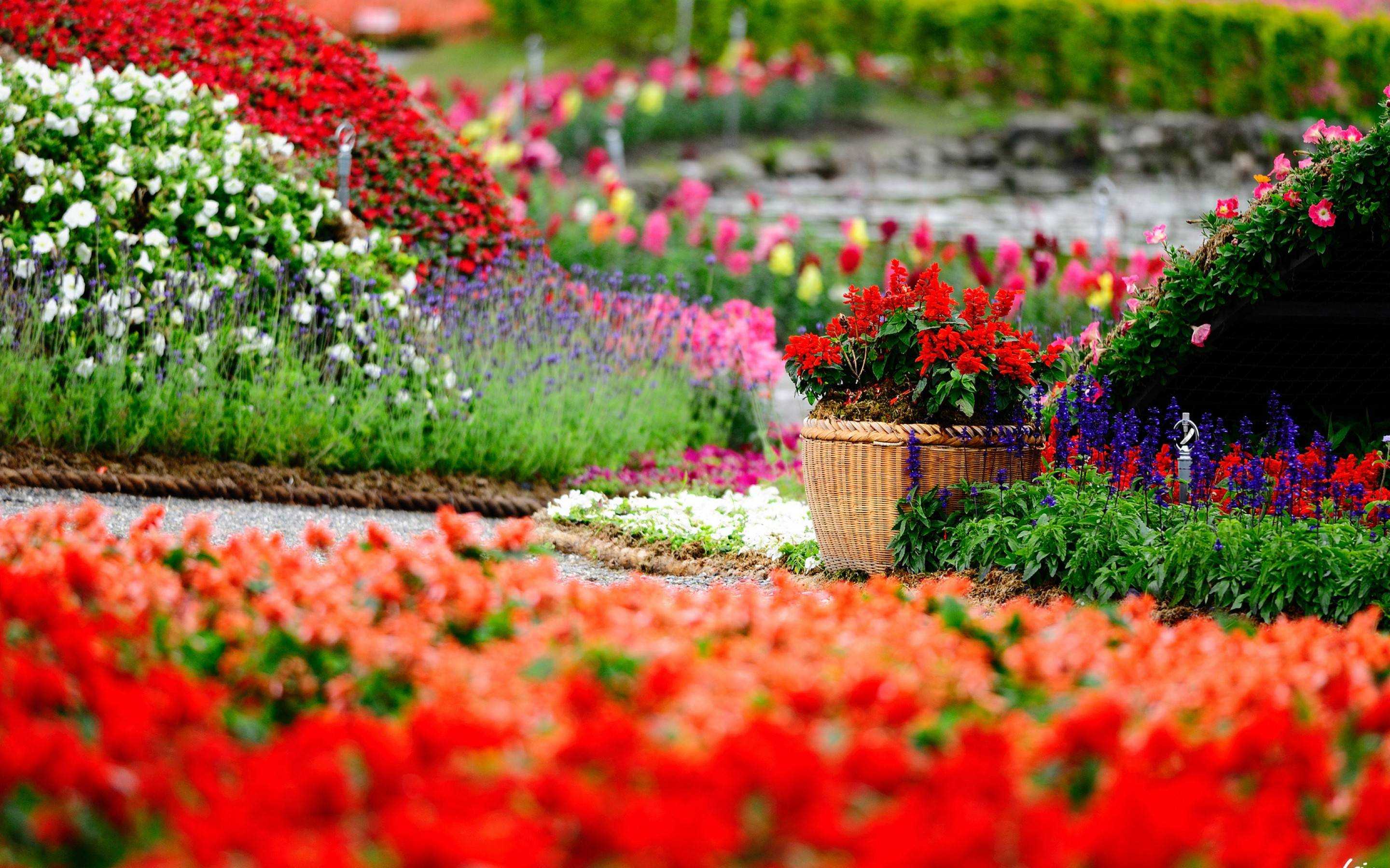 Desktop Of Flower Garden Wallpaper Full HD Image Androids