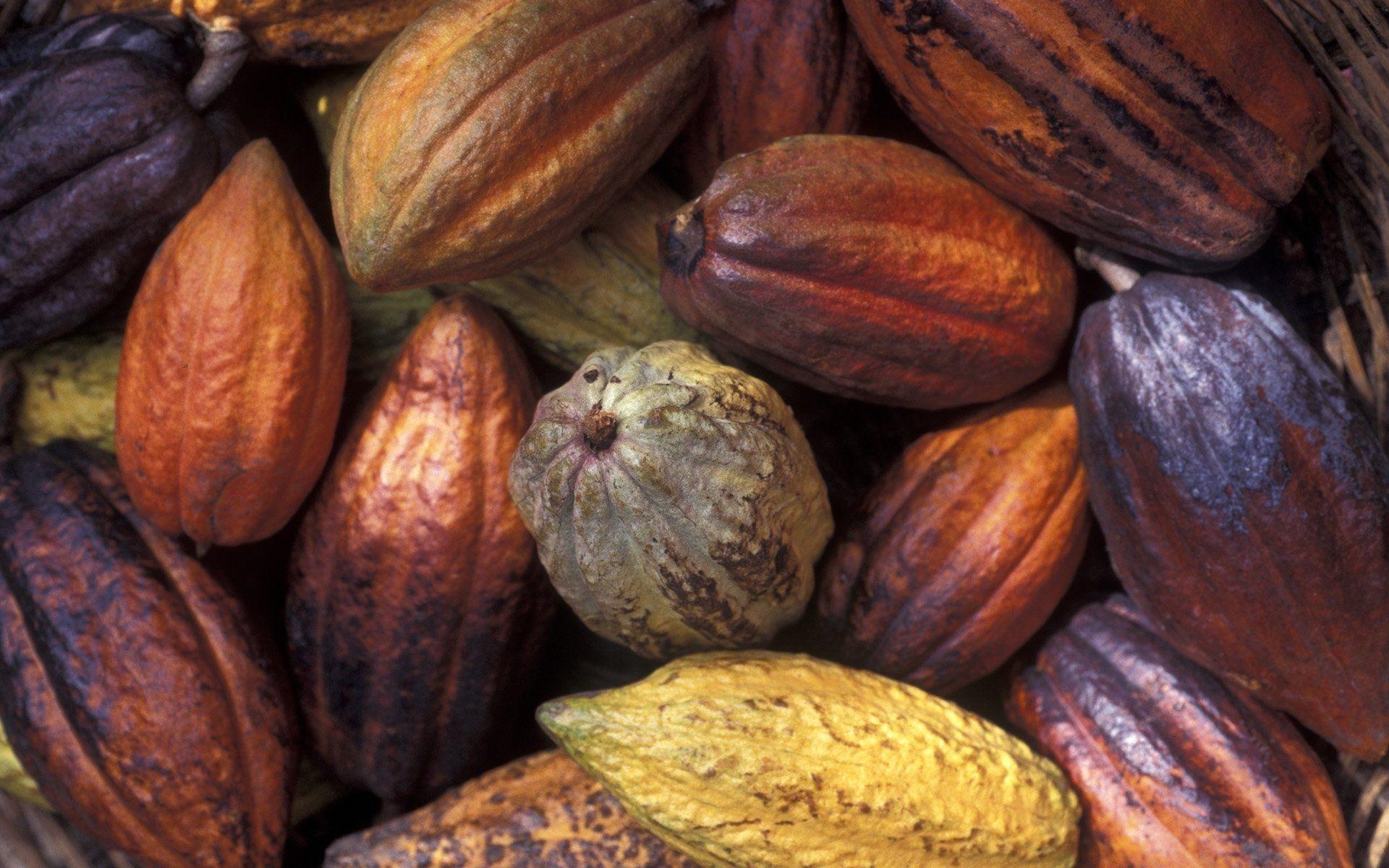 Cocoa Bean HD Wallpaper and Background Image