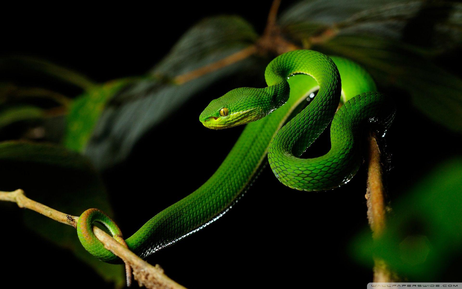 高清晰吐信子的绿色毒蛇壁纸-欧莱凯设计网