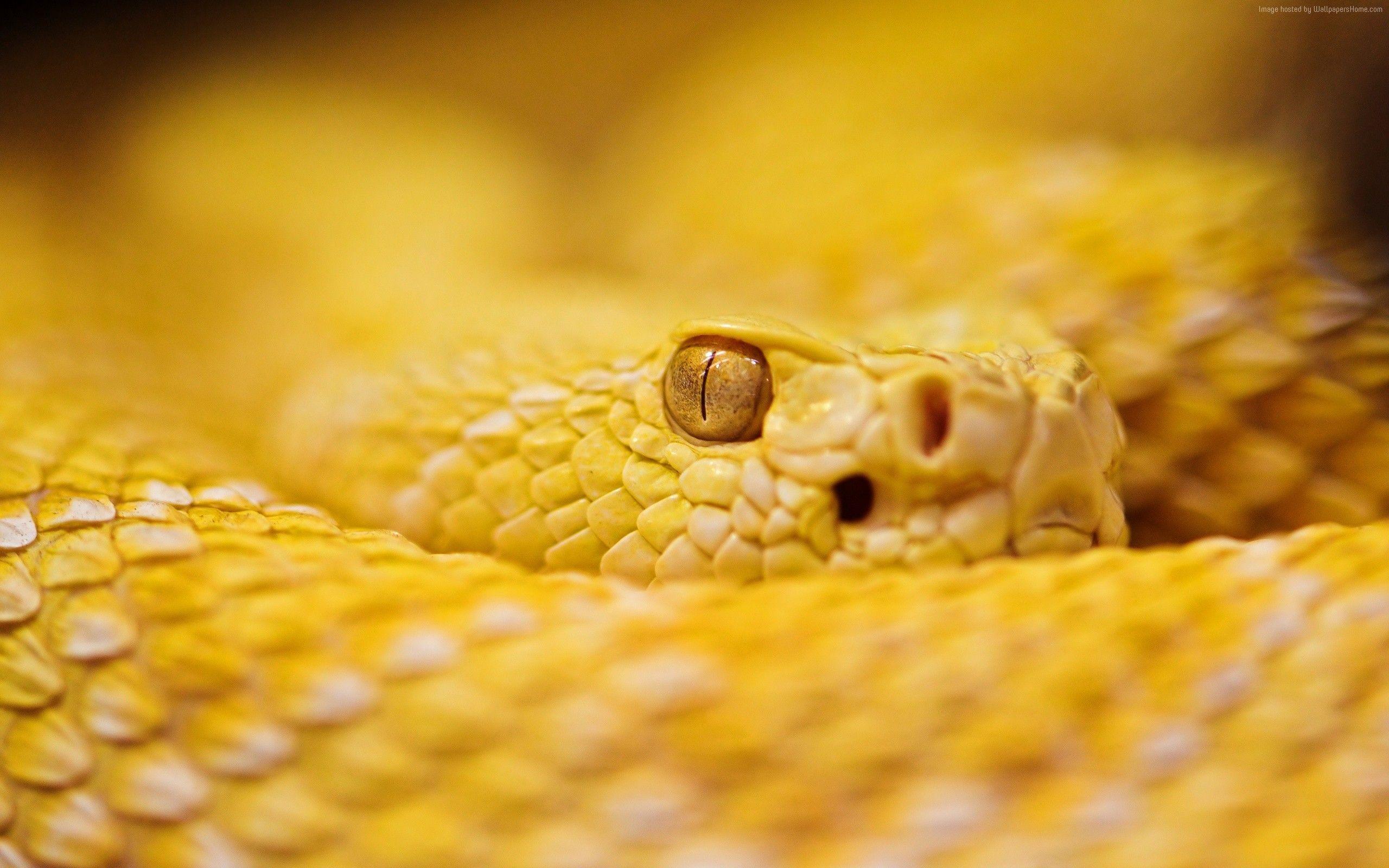 Wallpaper Snake, 4k, HD wallpaper, albino, rattlesnake, yellow, Eyes