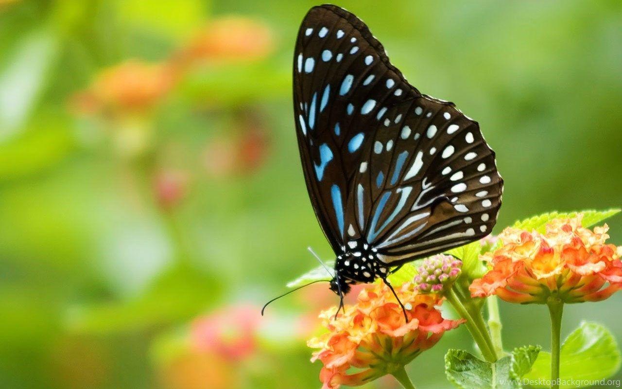 Full Screen HD Butterfly Wallpapers - Wallpaper Cave