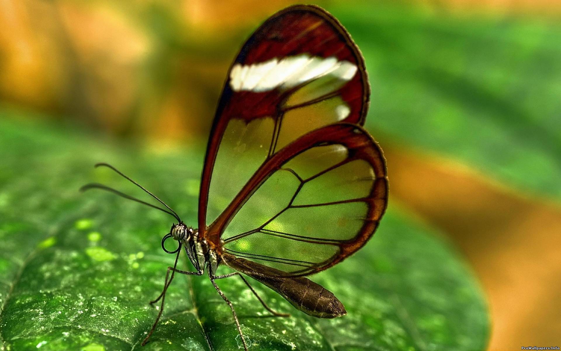 Butterfly with transparent wings HD Wallpaper