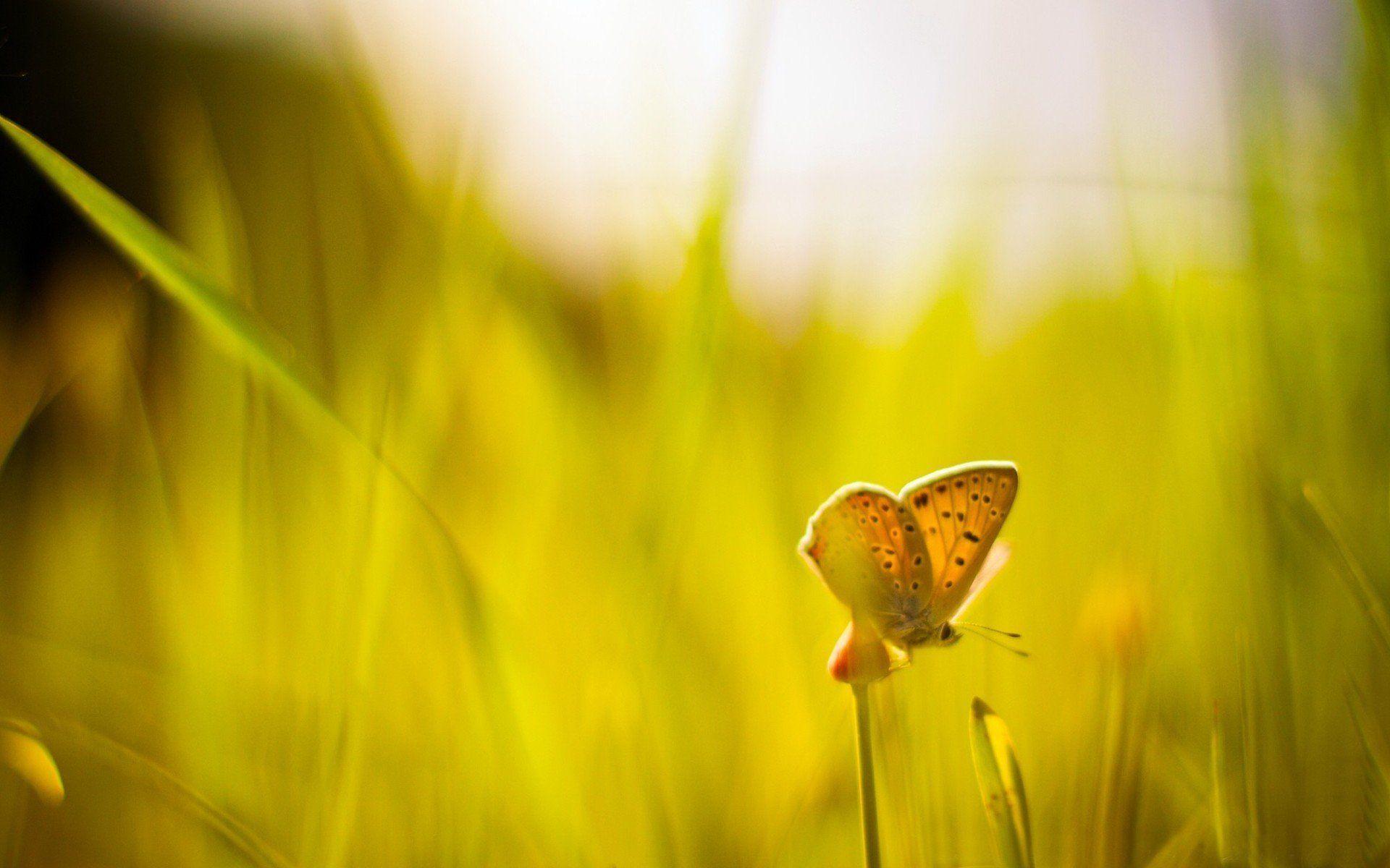 close up green grass butterfly blur sunny day sun background macro