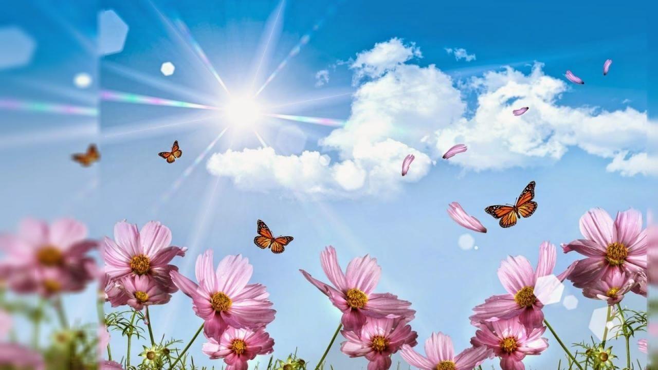 Butterfly Wallpaper 1280×720 sophisticated Features Flowers