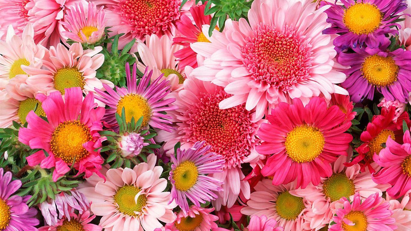 Download Picture Of Wallpaper Flowers High Resolution Background