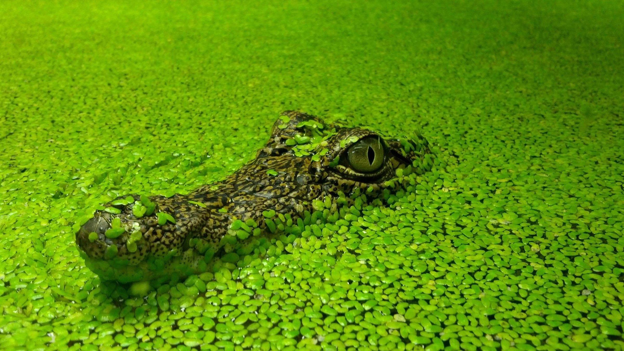 Water nature crocodiles reptiles wallpaper