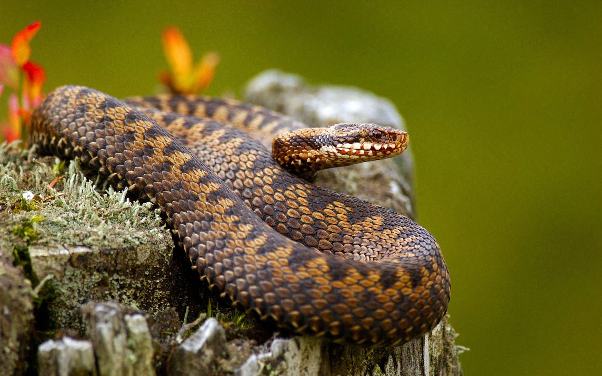 animals, Snake, Nature, Reptile Wallpaper HD / Desktop and Mobile