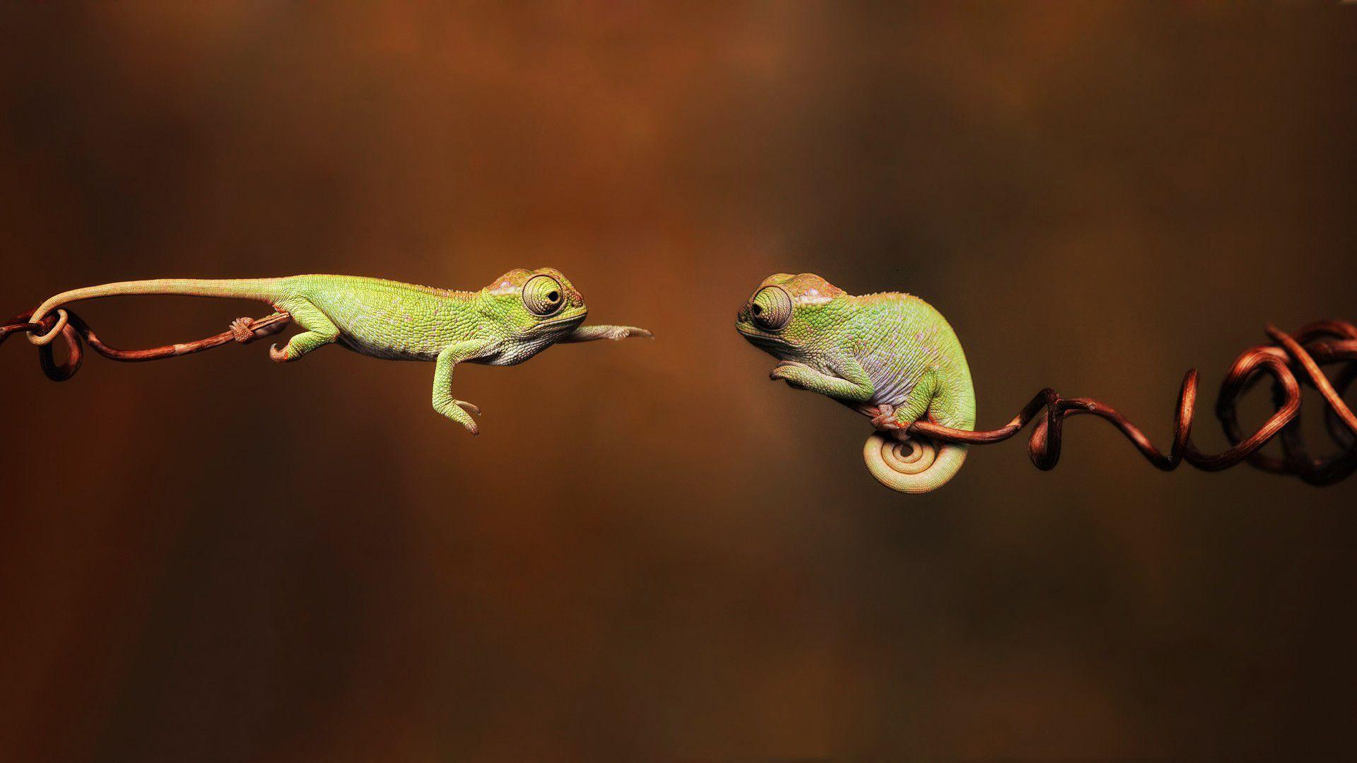 Funny Animals Chameleon Wallpaper HD 2681 Full HD Wallpaper Desktop