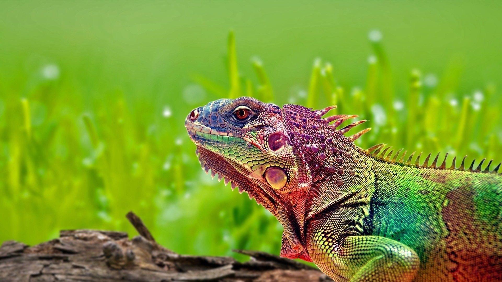Download Wallpaper 1920x1080 iguana, reptile, color, spots Full HD