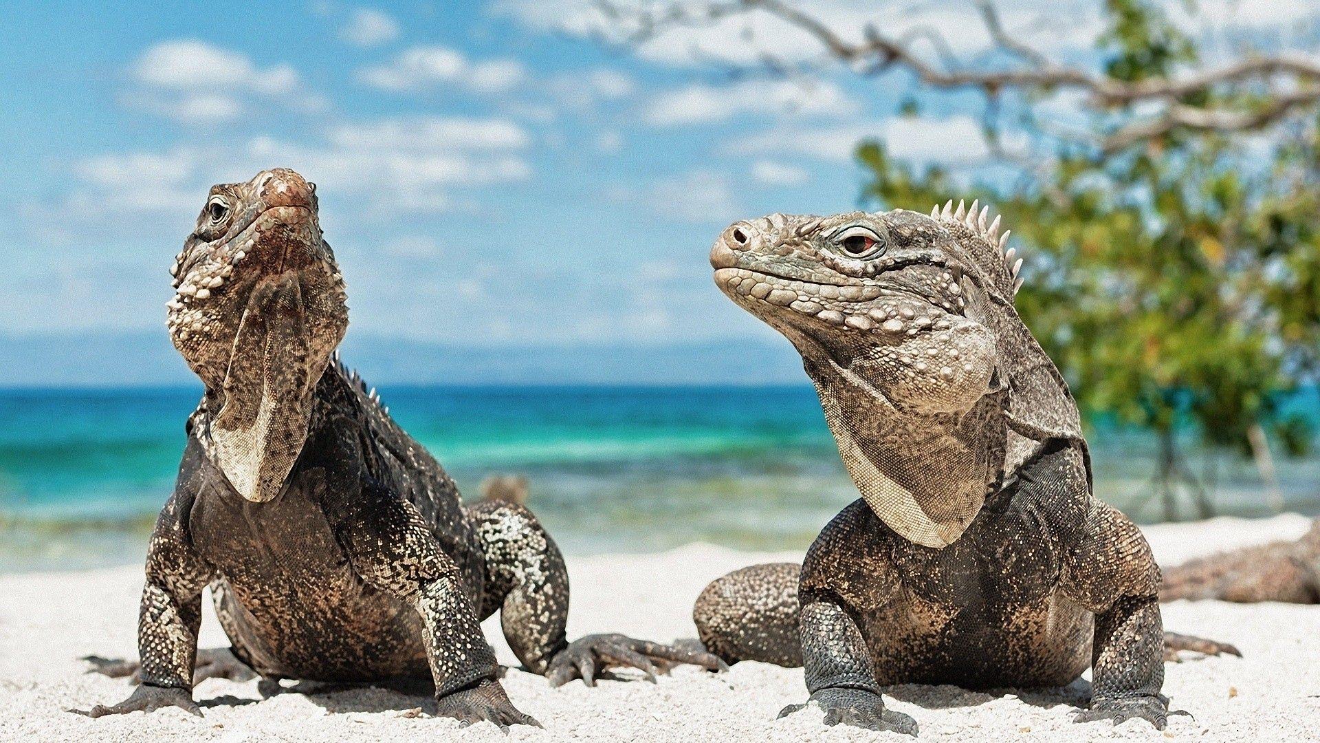 Download Wallpaper 1920x1080 iguana, reptile, reptiles Full HD 1080p