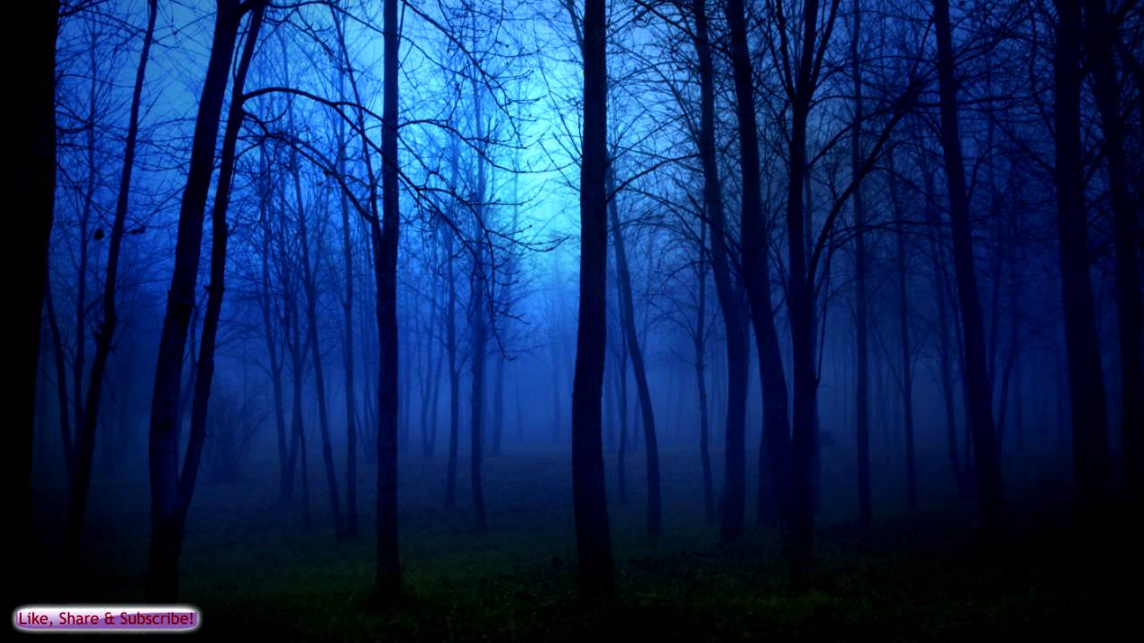 Cricket Sounds. Night In The Forest. Sounds For Relaxing