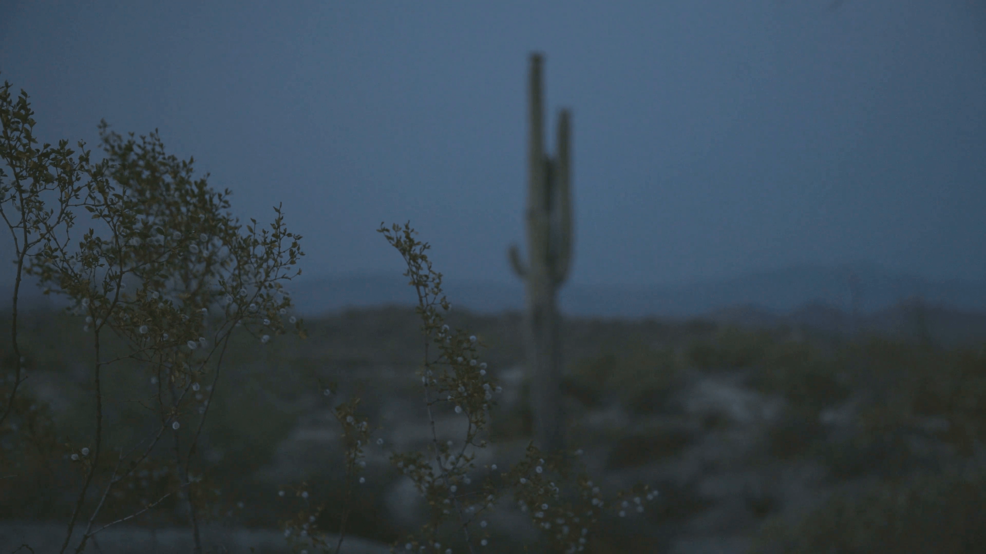 Nighttime Desert Sage with Saguaro in Background Stock Video Footage