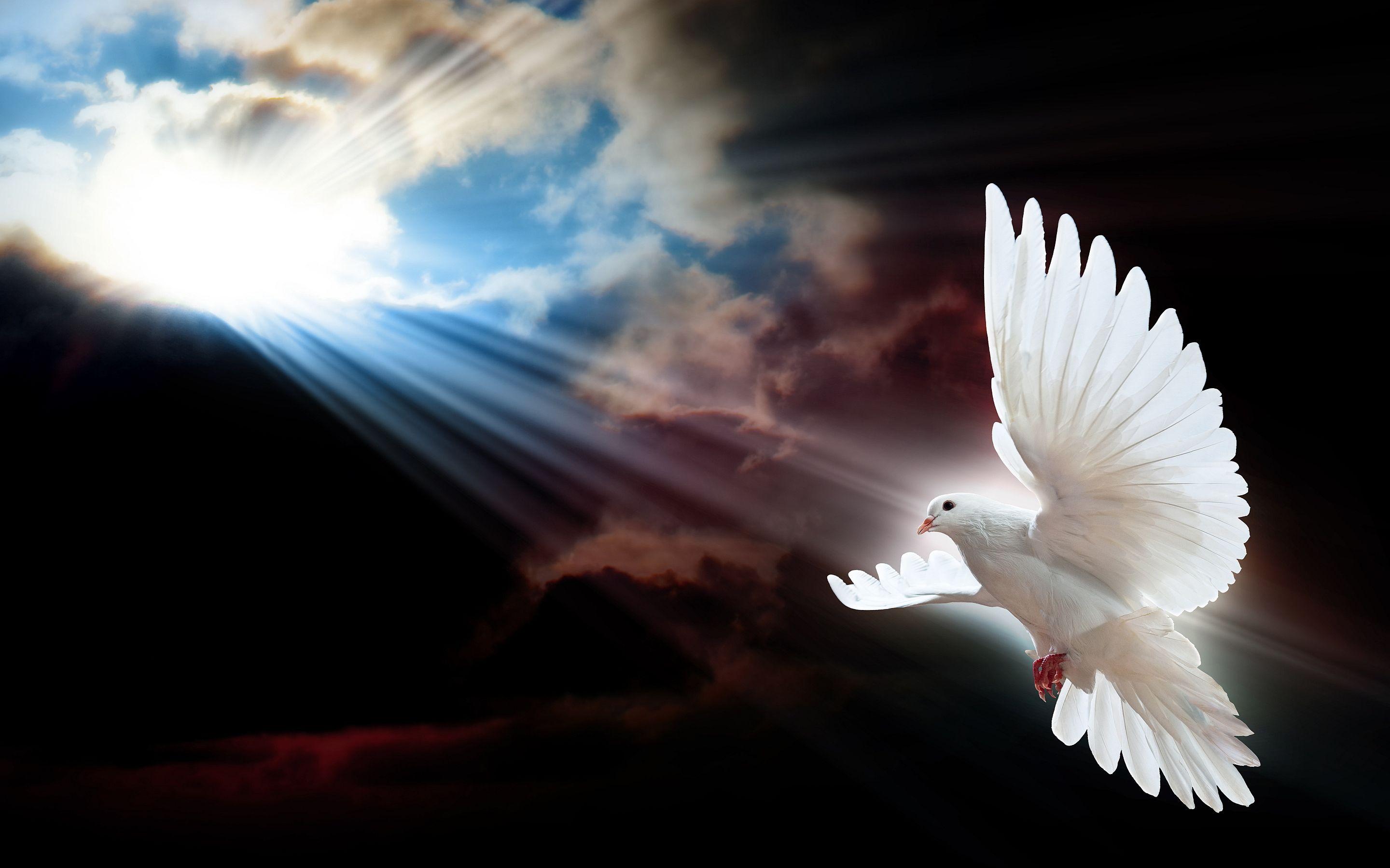 holy spirit dove wallpaper