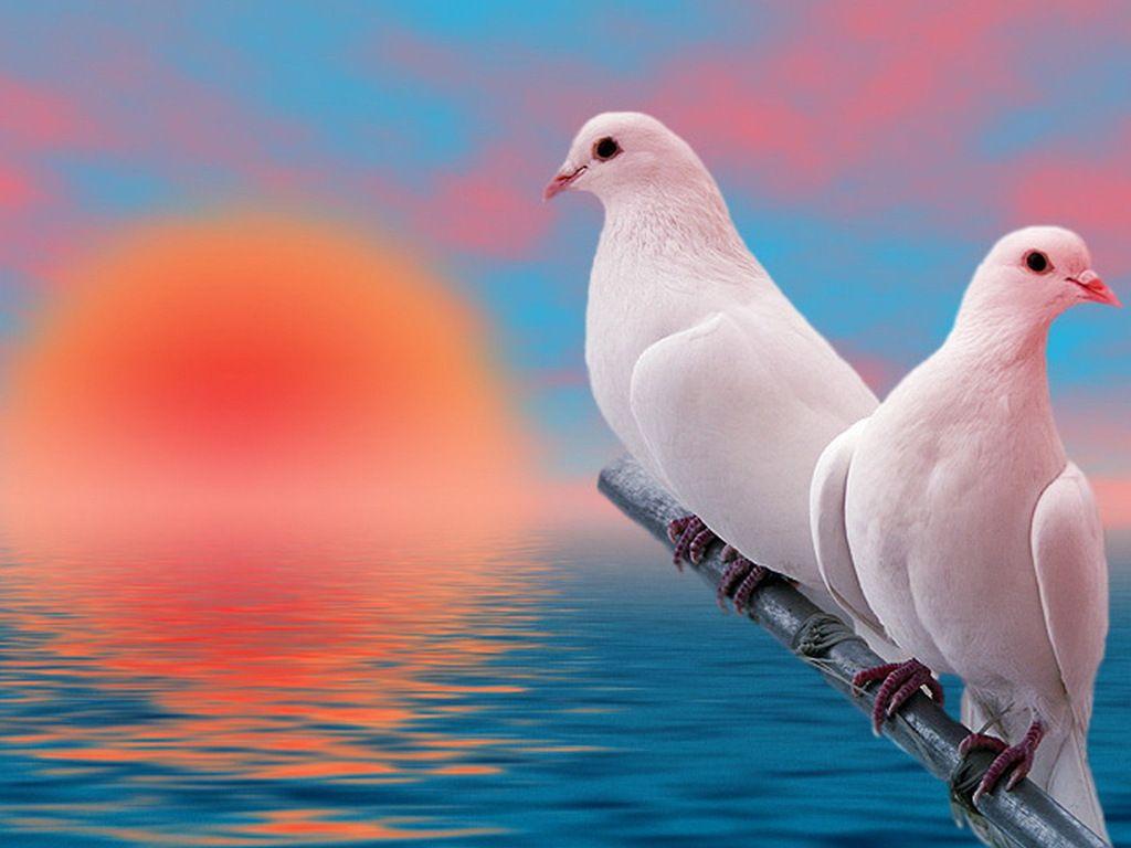 Cool Animals Picture: White Dove Background Wallpaper For Your