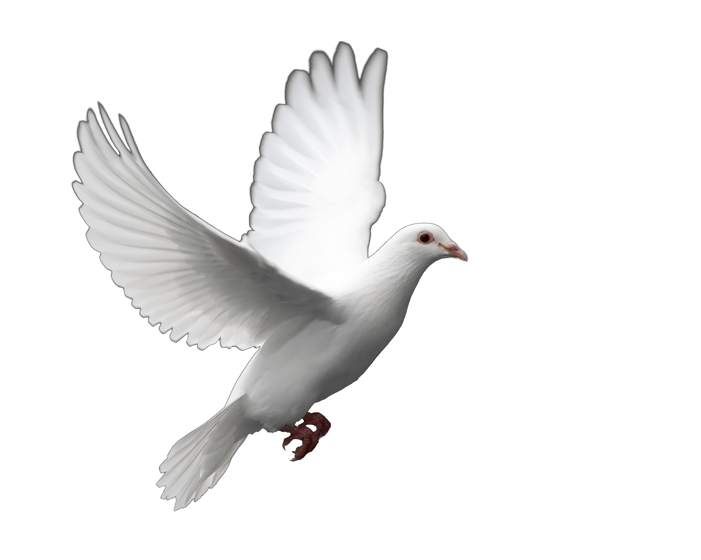 Dove Transparent PNG Picture Icon and PNG Background