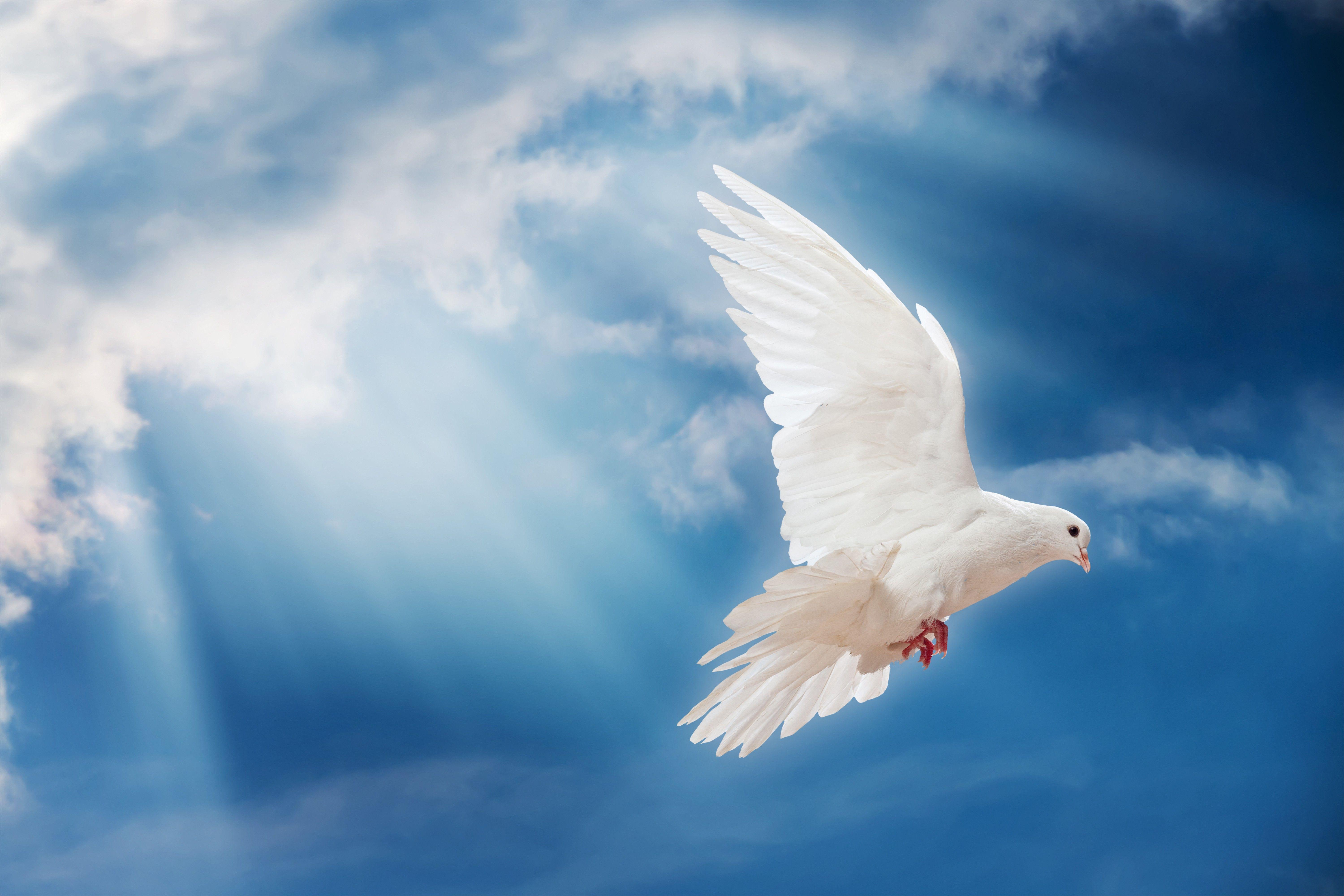 Sky Dove Sun Sunshine Rays White Clouds Nature Wallpaper Background