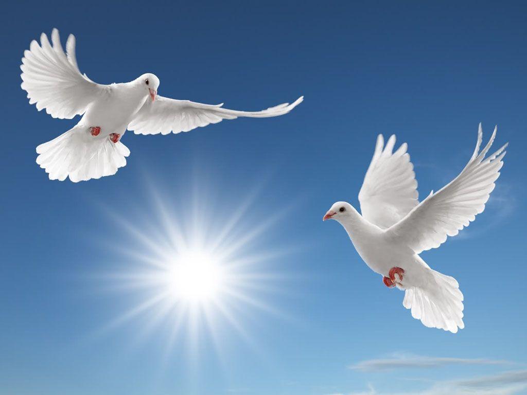 Peace Dove Wallpaper 14 X 768