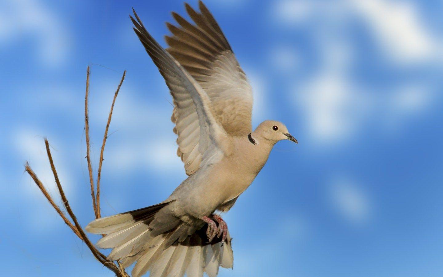 Dove Flying Indian Wild Birds Download HD Desktop, Mobile Wallpaper