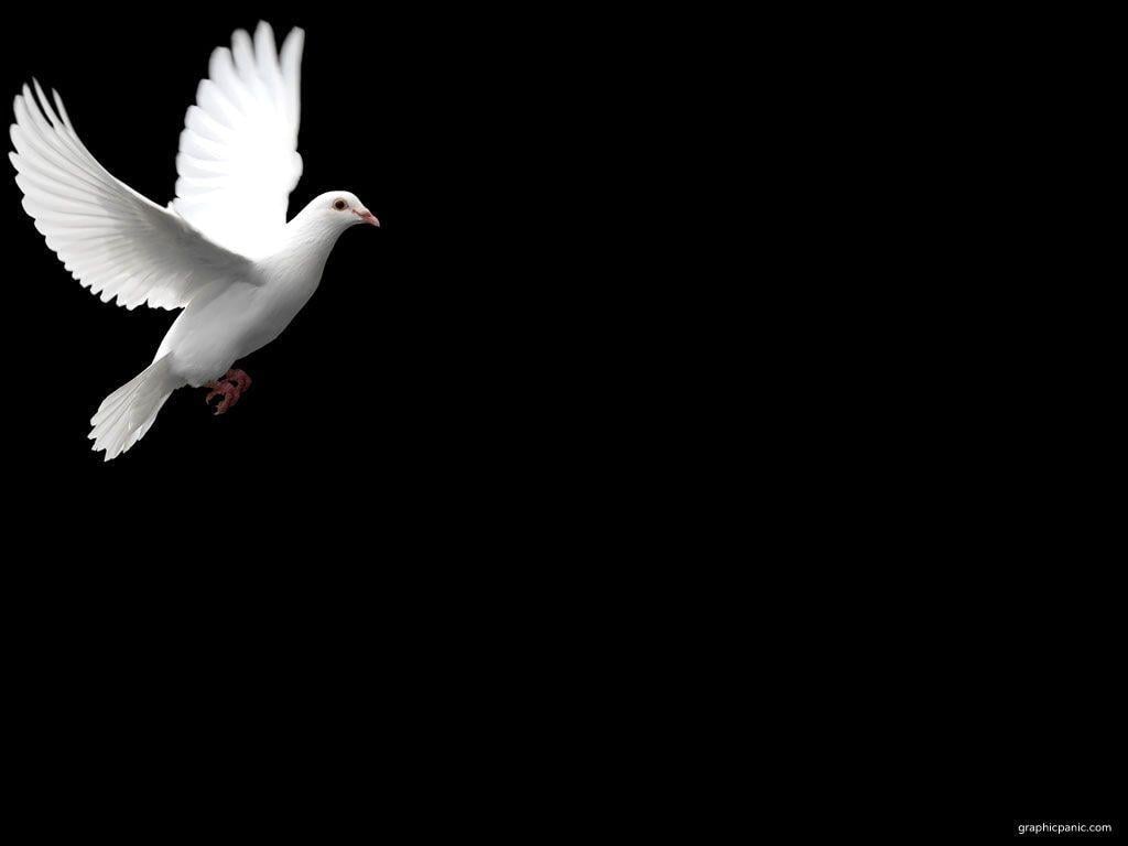 Dove Background Images Wallpaper Cave