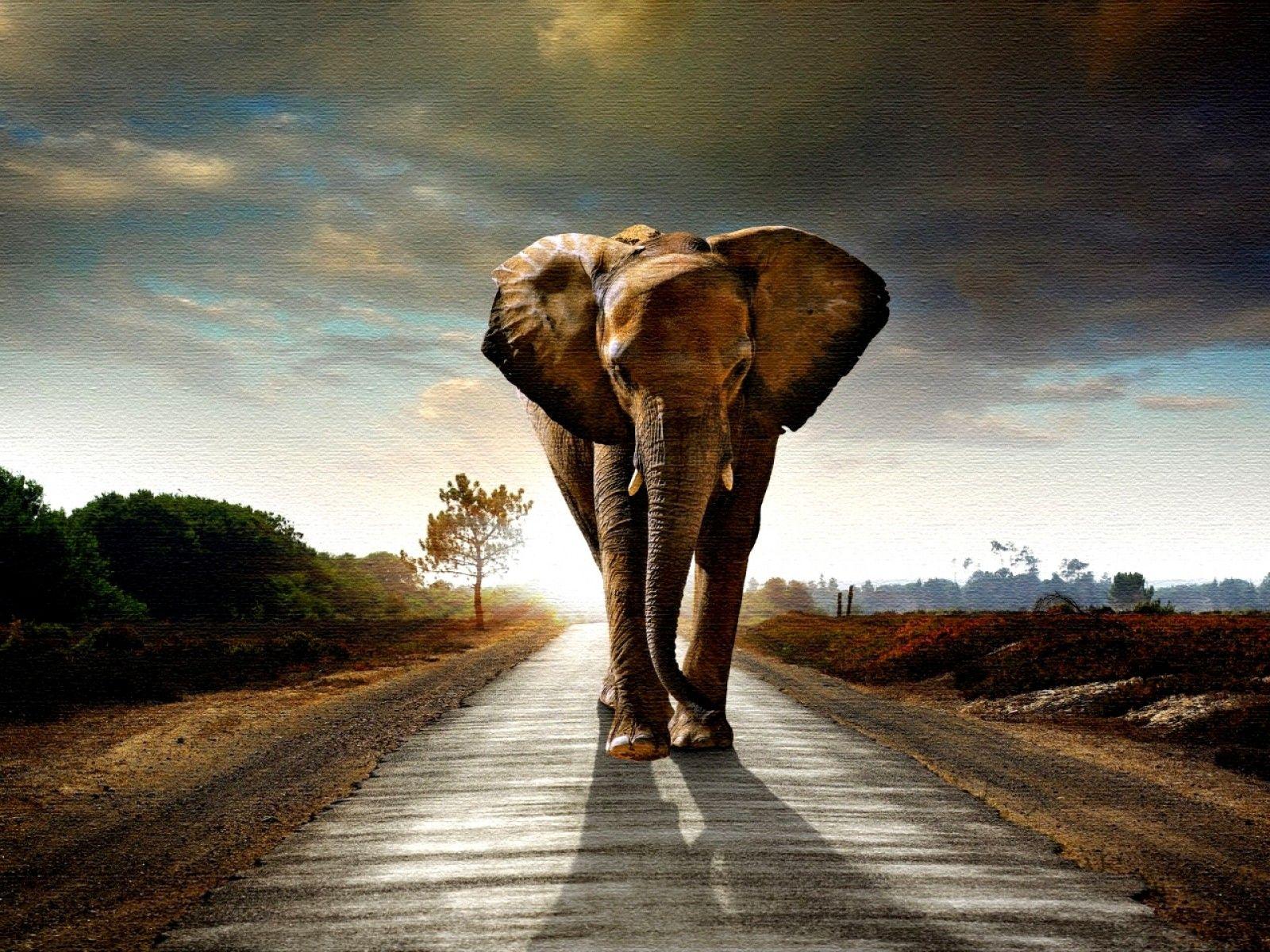 Elephants Image Background HD Wallpaper Free Download