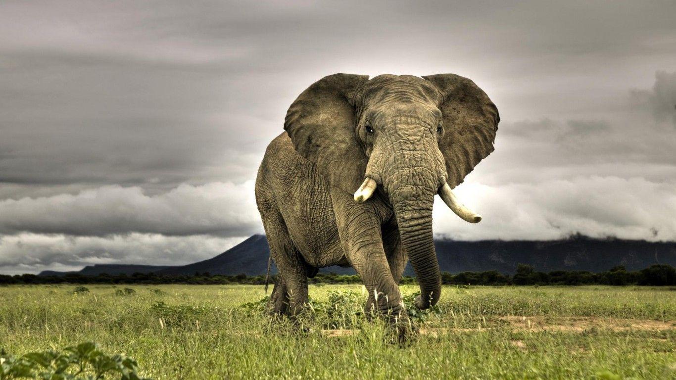 Elephant HD Wallpaper, Background Image