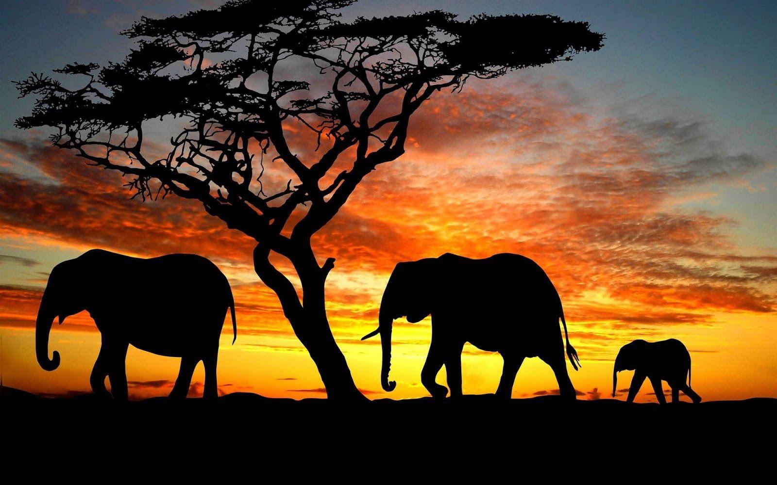 Wallpapers Elephant Wallpaper Cave