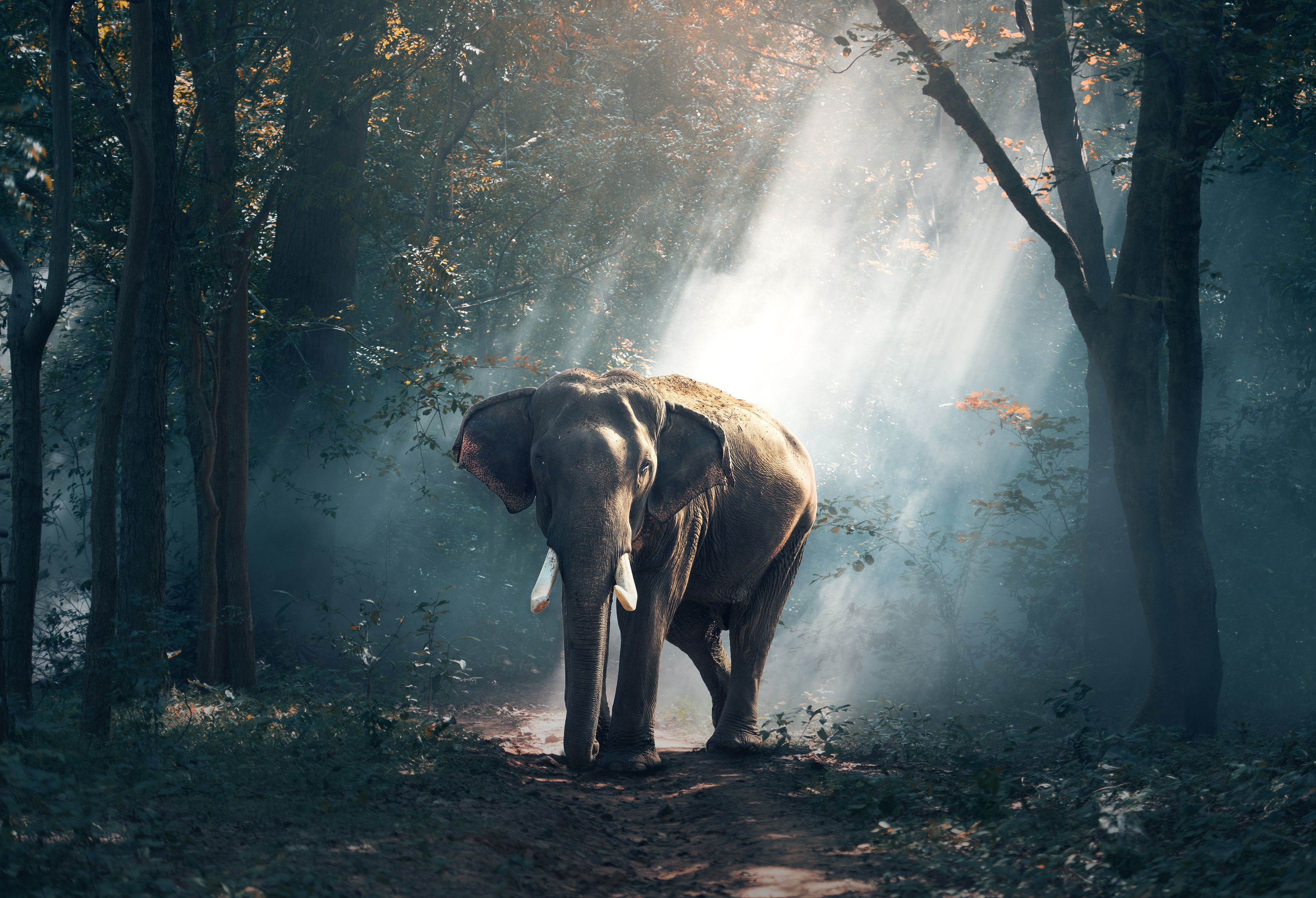Wallpaper Elephant, Mammal, Reserve, HD, 4K, Animals