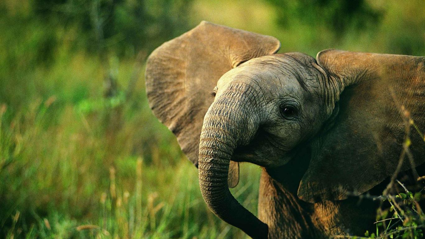 Elephant wallpaper