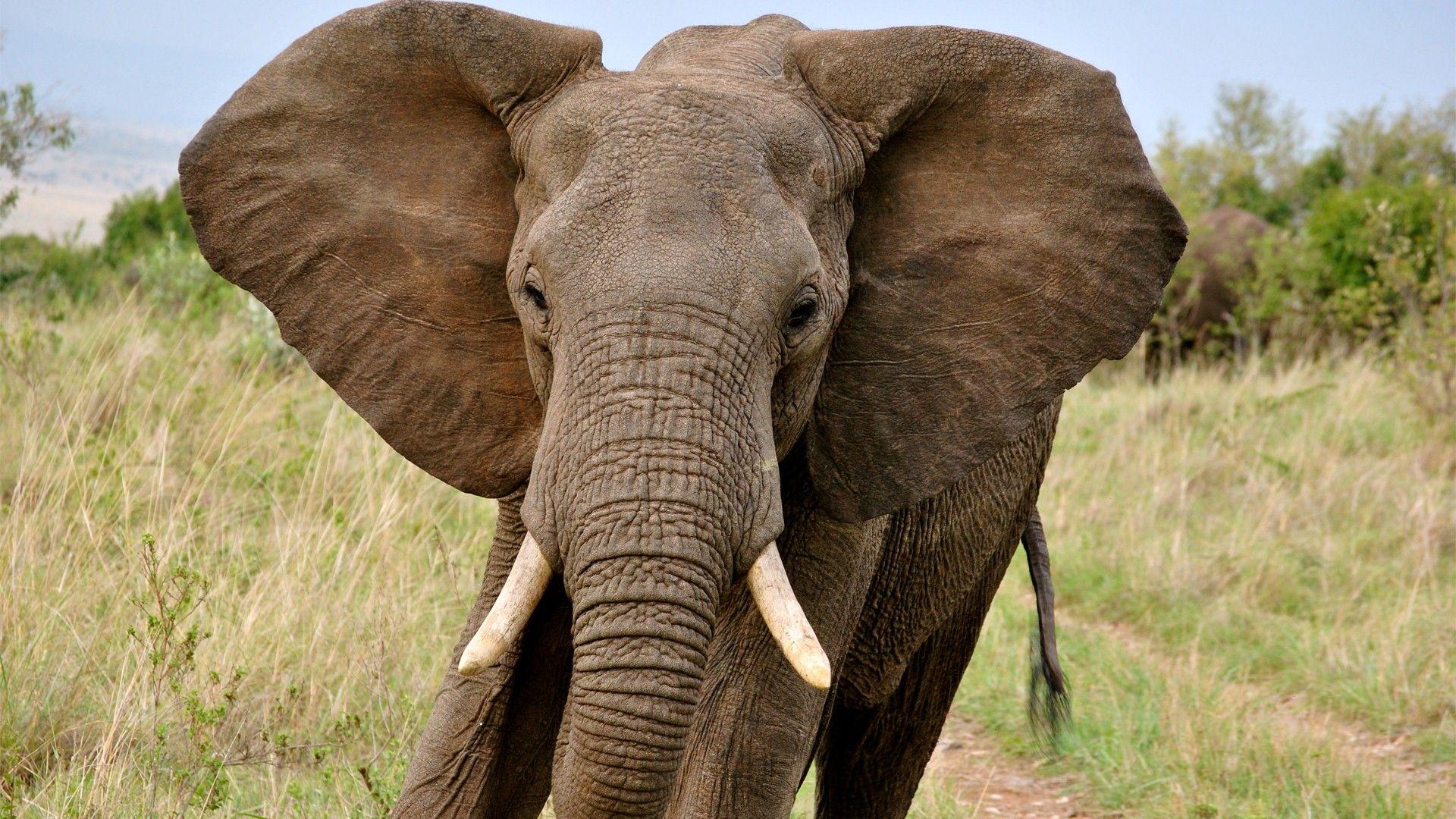 Elephant HD Photo. Animal Desktop Background Wallpaper Image