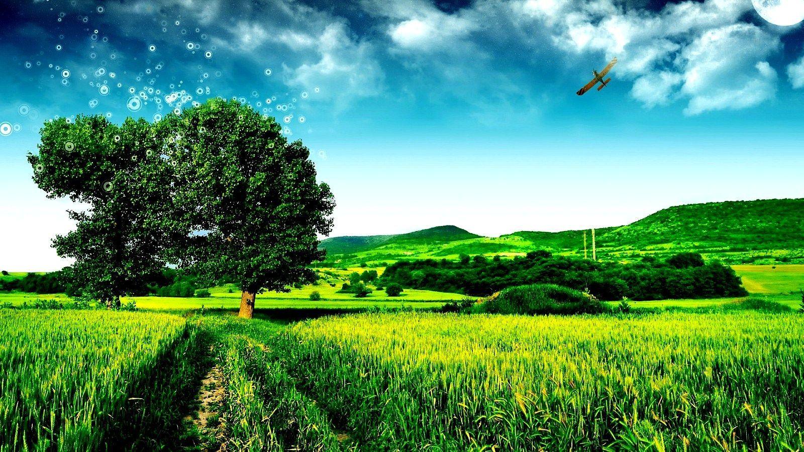 Nature Tree Go Green HD Wallpaper Nature. Places to Visit