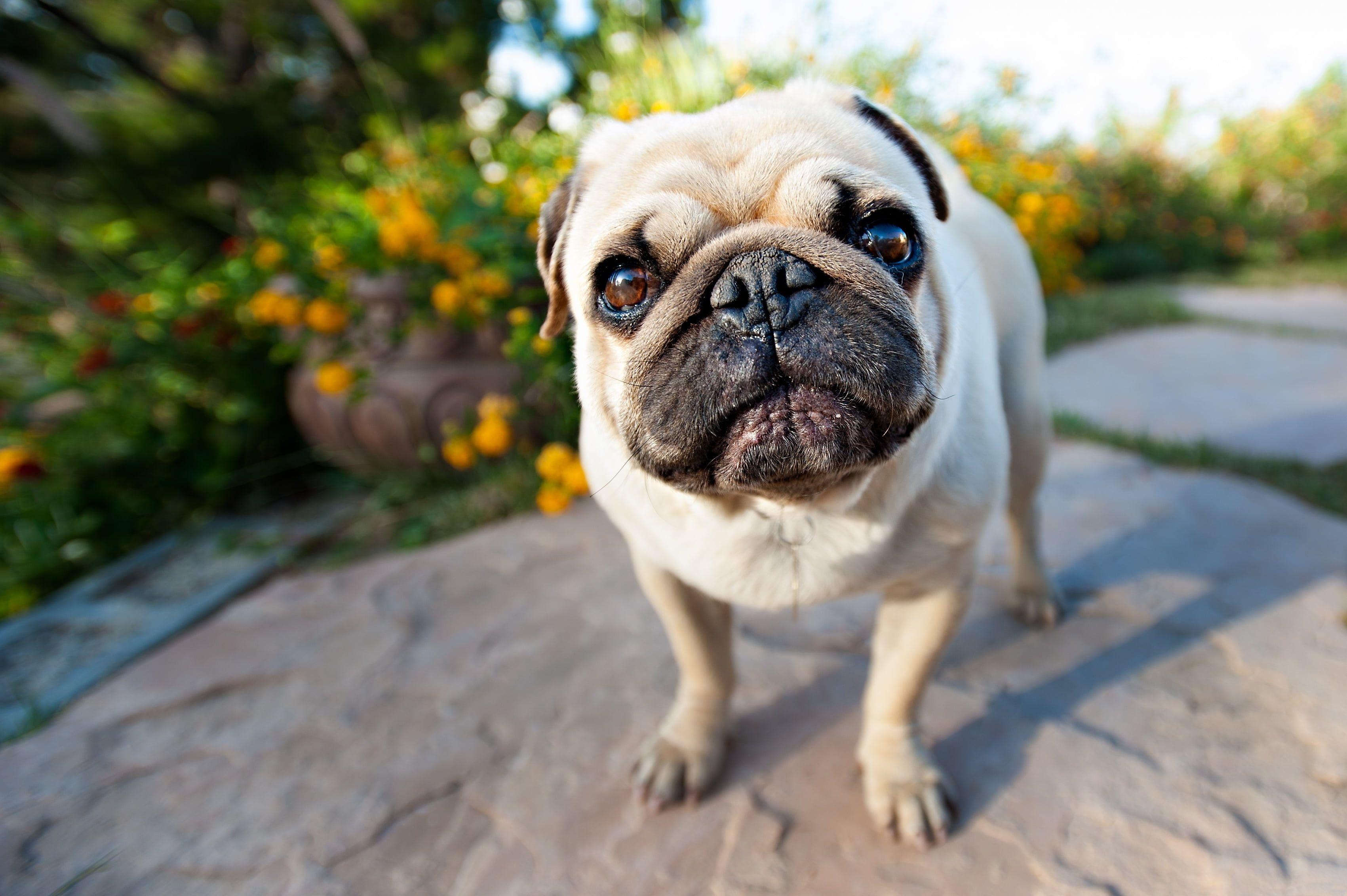 Shallow focus photography of fawn pug HD wallpaper