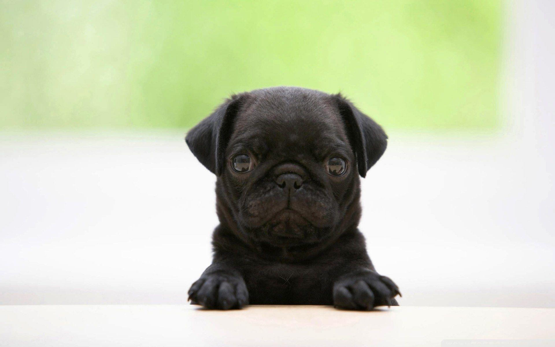 HQ 1920x1200 px Resolution Pug and Picture for PC