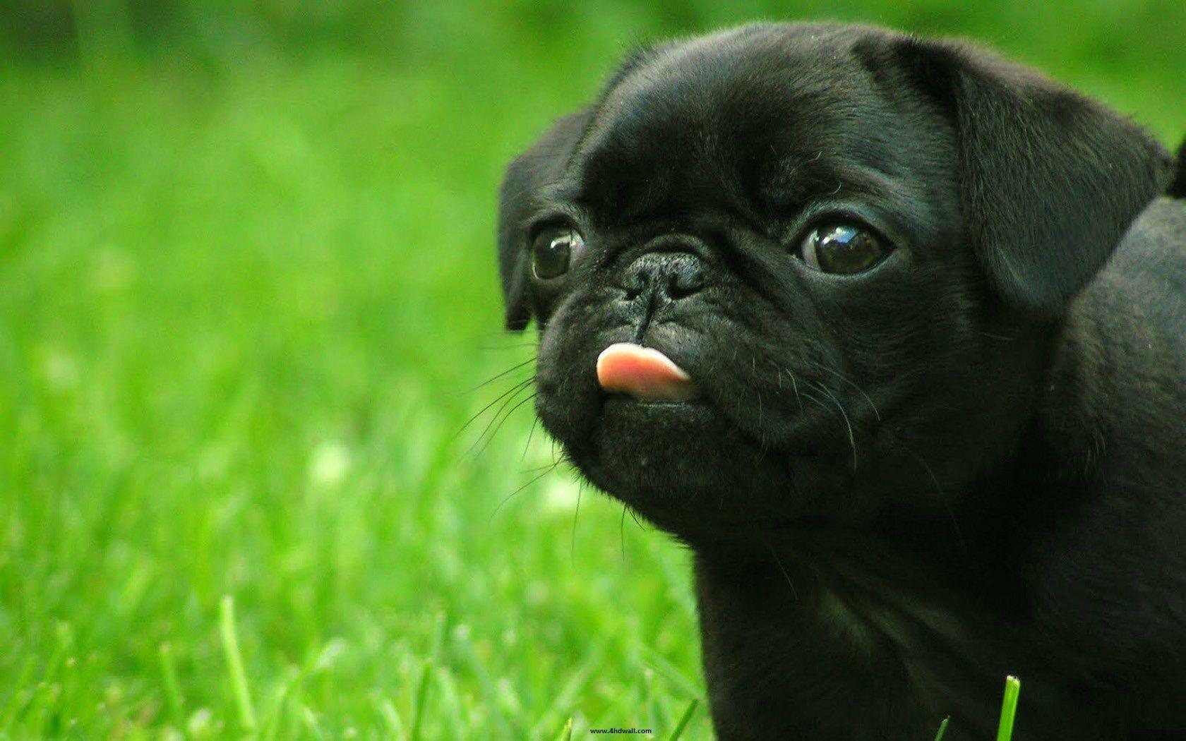 Pug Dog HD Wallpapers For Laptop - Wallpaper Cave