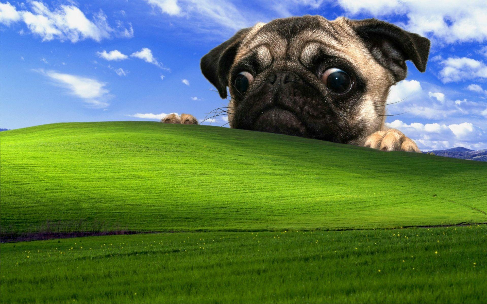 Green field wallpaper with fawn pug puppy HD wallpaper