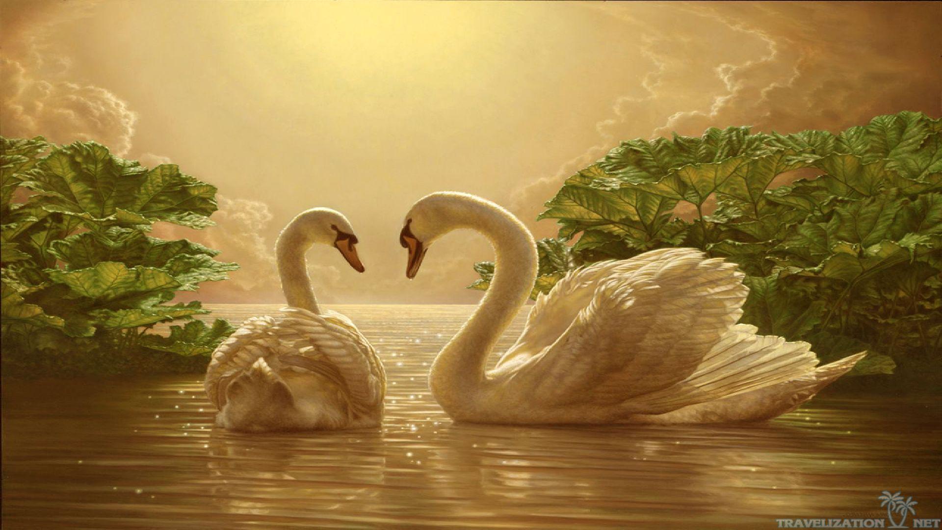 Swans In Love HD Wallpaper, Background Image